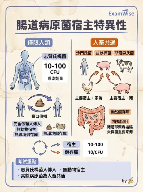 醫檢師 - 主要腸道致病菌 - AI 圖文解析預覽