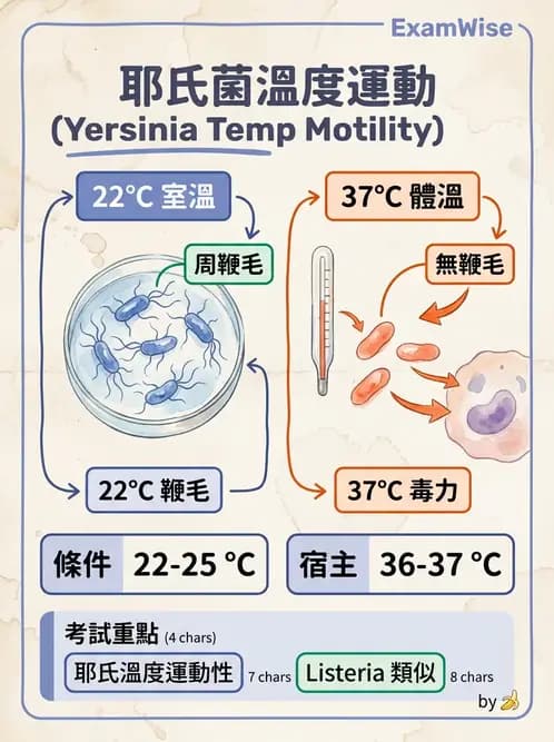 醫檢師 - 其他腸內菌科 - AI 圖文解析預覽