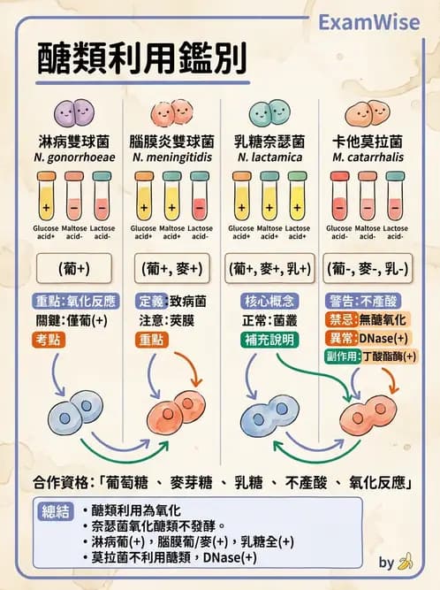 醫檢師 - 奈瑟菌與挑剔性革蘭氏陰性菌 - AI 圖文解析預覽