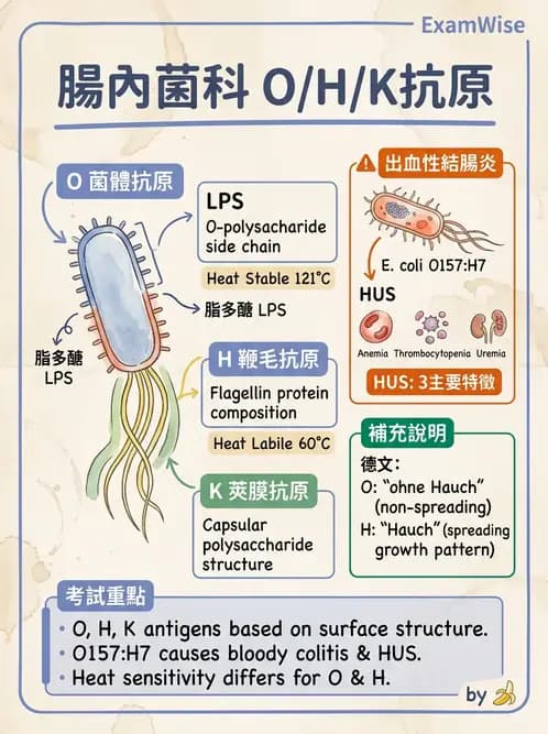 醫檢師 - 主要腸道致病菌 - AI 圖文解析預覽