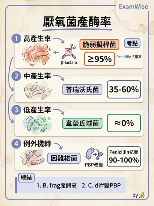 醫檢師 - 厭氧菌 - AI 圖文解析預覽
