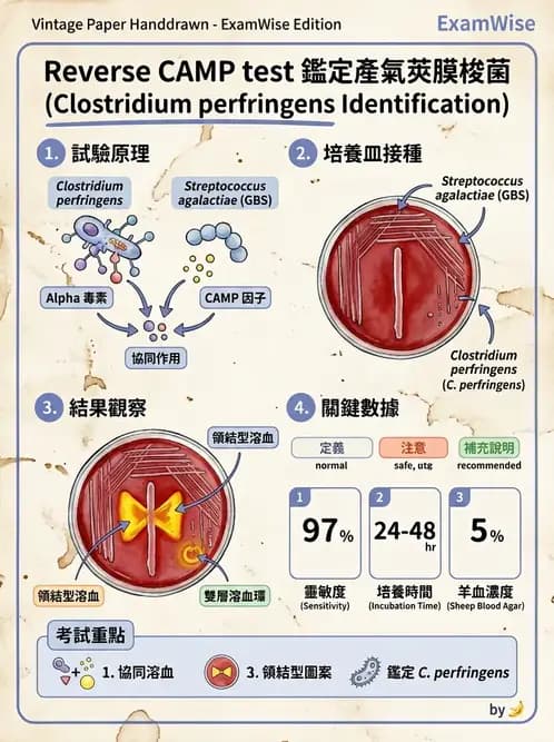 醫檢師 - 厭氧菌 - AI 圖文解析預覽