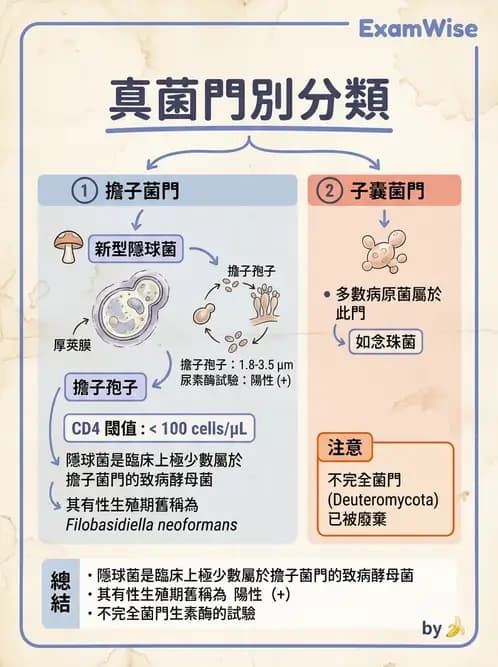 醫檢師 - 系統性與機會性真菌感染 - AI 圖文解析預覽