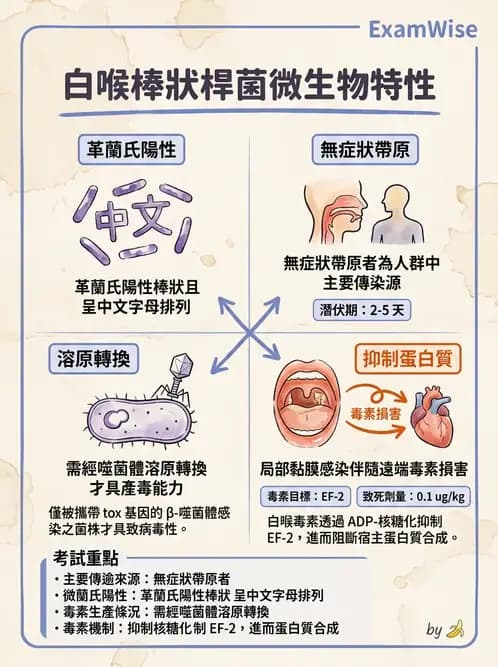 醫檢師 - 鏈球菌與其他革蘭氏陽性桿菌 - AI 圖文解析預覽