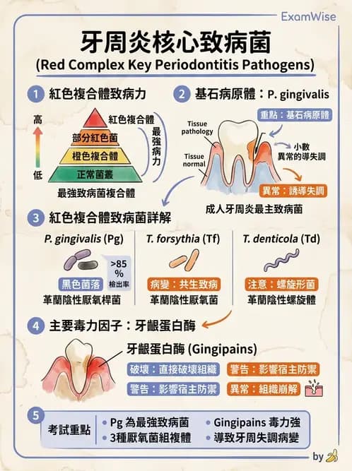 醫檢師 - 厭氧菌 - AI 圖文解析預覽