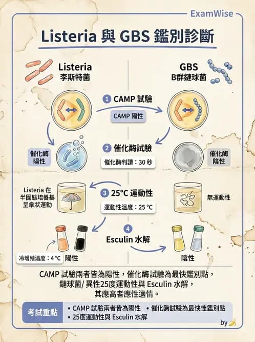 醫檢師 - 鏈球菌與其他革蘭氏陽性桿菌 - AI 圖文解析預覽