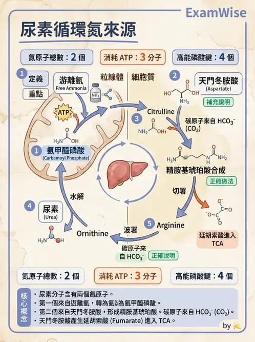 醫檢師 - 胺基酸代謝與先天性疾病 - AI 圖文解析預覽
