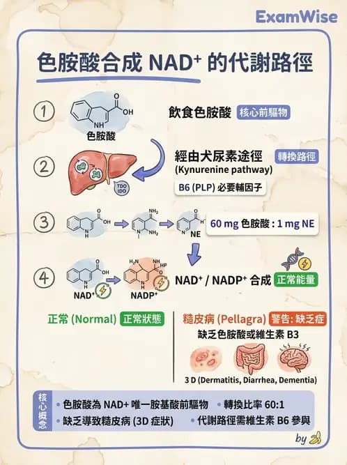 醫檢師 - 胺基酸代謝與先天性疾病 - AI 圖文解析預覽