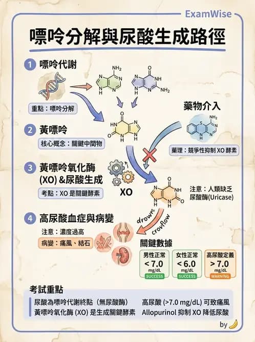 醫檢師 - 腎臟機能與代謝評估 - AI 圖文解析預覽