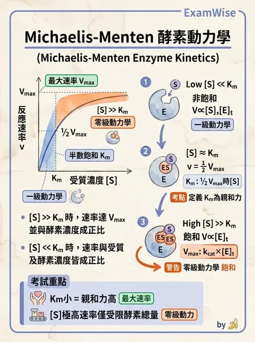 醫檢師 - 臨床酵素學基礎 - AI 圖文解析預覽