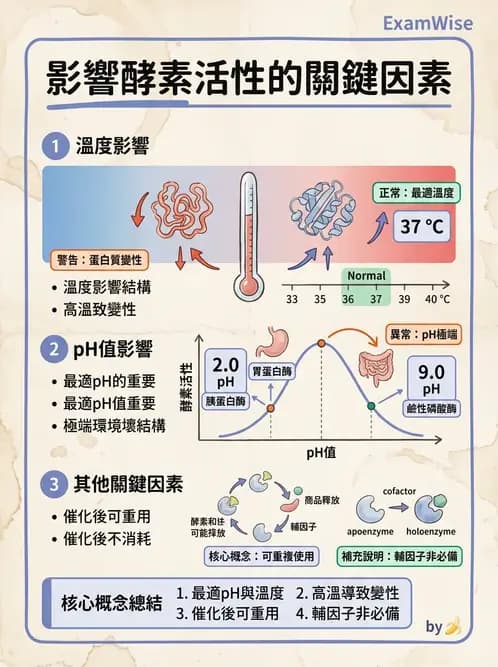醫檢師 - 臨床酵素學基礎 - AI 圖文解析預覽