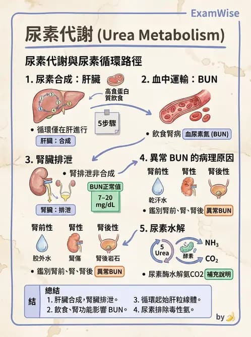 醫檢師 - 腎臟機能與代謝評估 - AI 圖文解析預覽