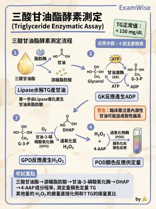 醫檢師 - 脂質代謝與酮體 - AI 圖文解析預覽