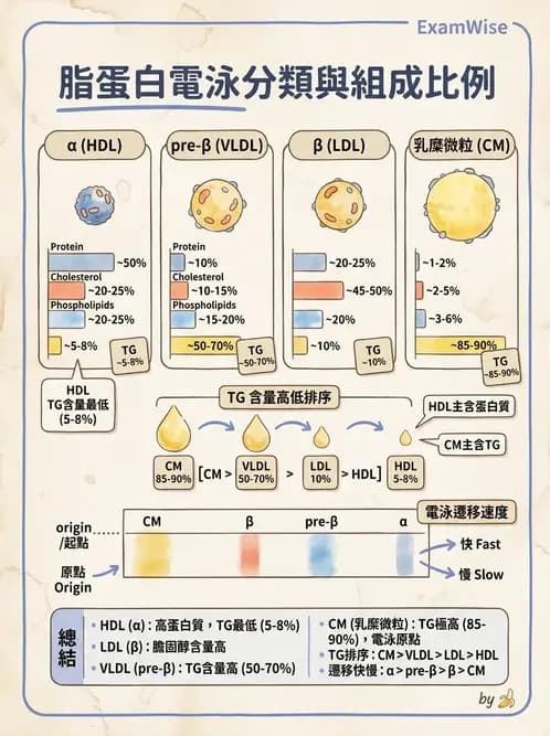醫檢師 - 脂蛋白分類與臨床應用 - AI 圖文解析預覽