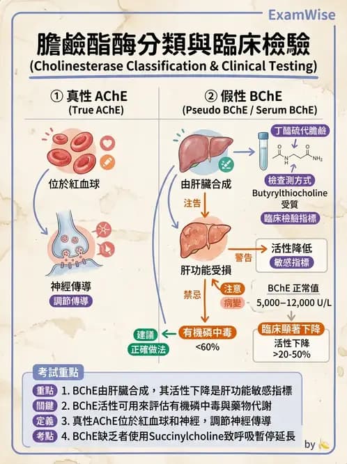 醫檢師 - 肝臟機能與胰臟酵素 - AI 圖文解析預覽