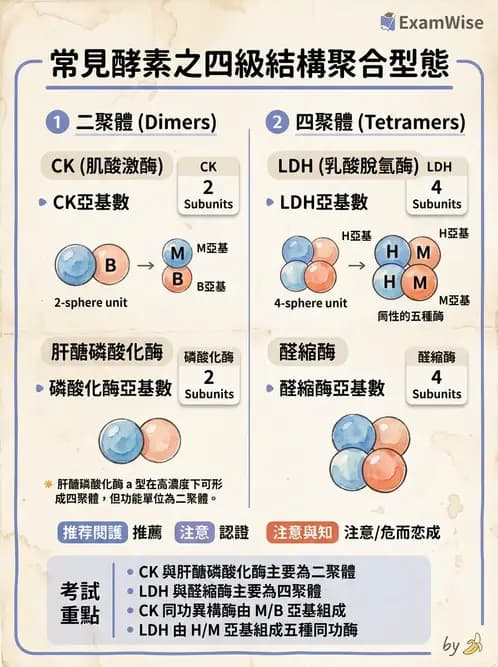 醫檢師 - 臨床酵素學基礎 - AI 圖文解析預覽