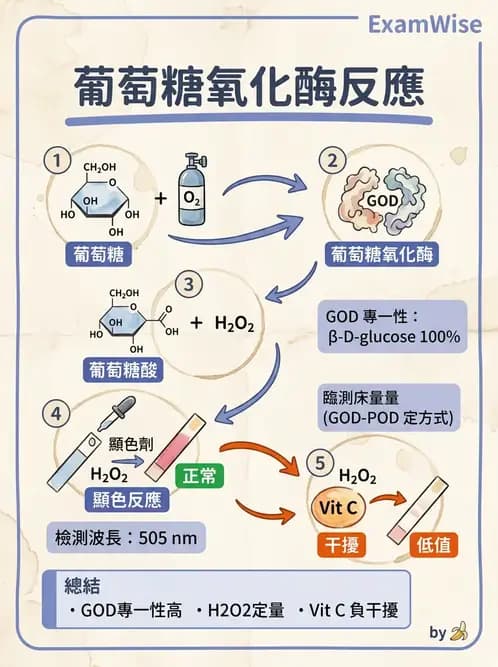 醫檢師 - 醣類代謝與糖尿病 - AI 圖文解析預覽