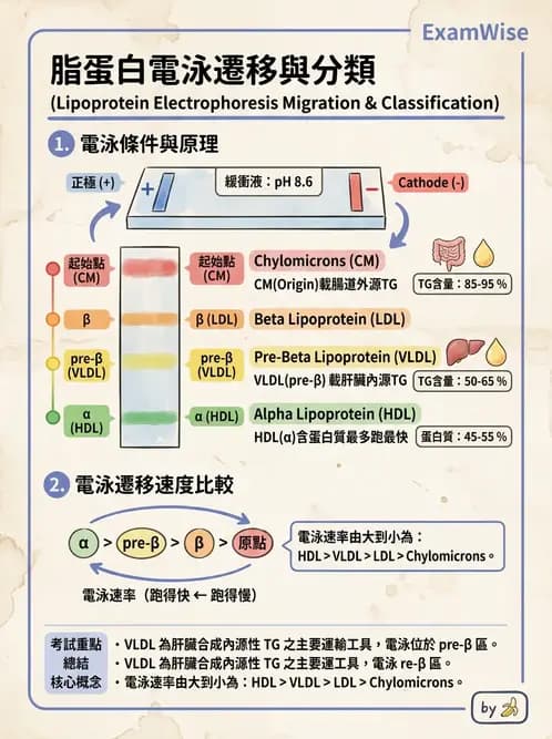 醫檢師 - 脂蛋白分類與臨床應用 - AI 圖文解析預覽