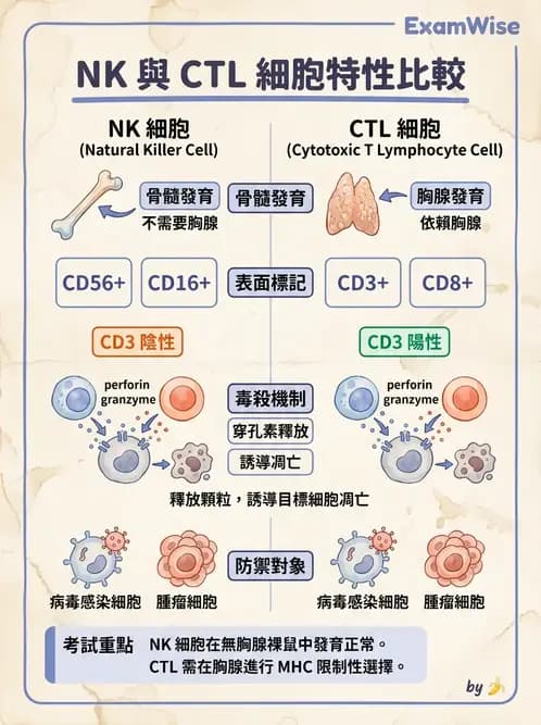 醫檢師 - T細胞發育與功能 - AI 圖文解析預覽
