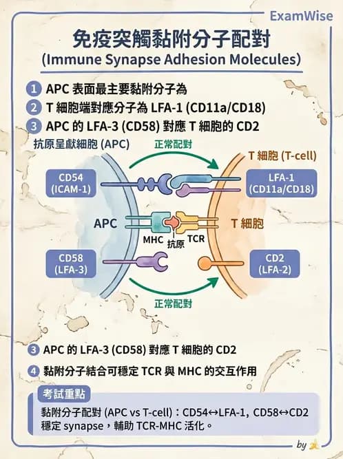 醫檢師 - 細胞激素與抗原呈獻 - AI 圖文解析預覽