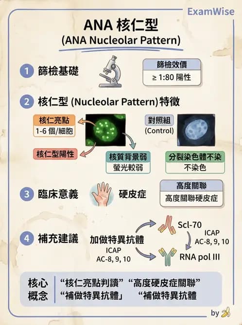 醫檢師 - 其他自體免疫疾病與自體抗體檢驗 - AI 圖文解析預覽
