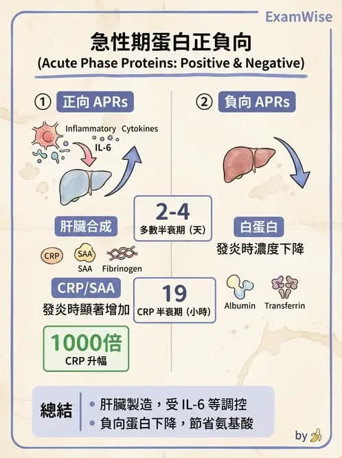 醫檢師 - 急性發炎蛋白與微生物感染血清學 - AI 圖文解析預覽