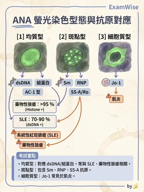 醫檢師 - 全身性紅斑性狼瘡與抗磷脂質症候群 - AI 圖文解析預覽