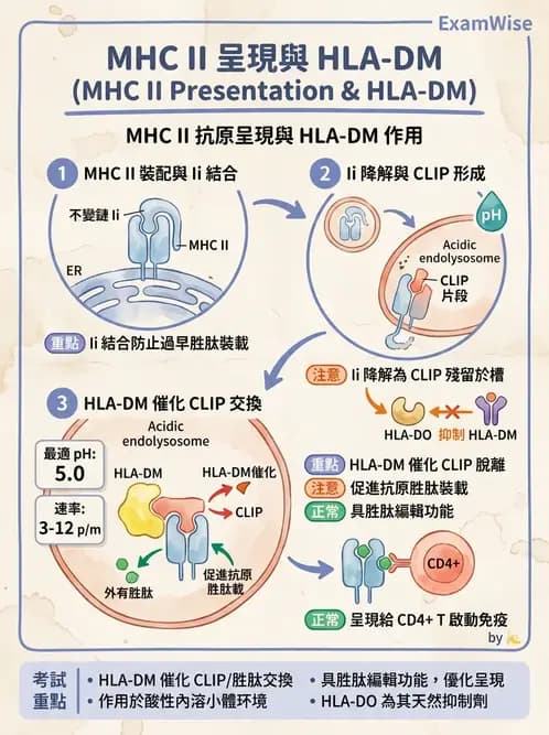 醫檢師 - 細胞激素與抗原呈獻 - AI 圖文解析預覽