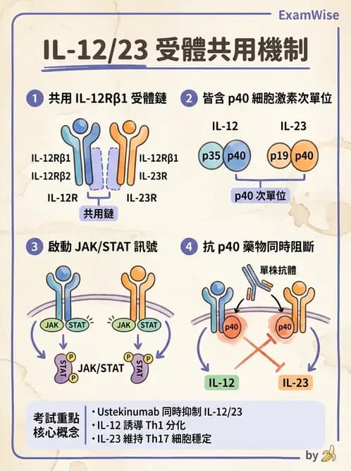 醫檢師 - 細胞激素與抗原呈獻 - AI 圖文解析預覽