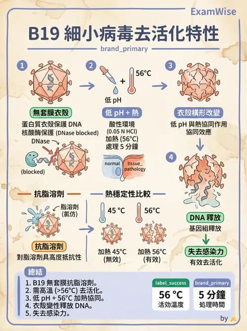 醫檢師 - 細小病毒與多瘤病毒 - AI 圖文解析預覽