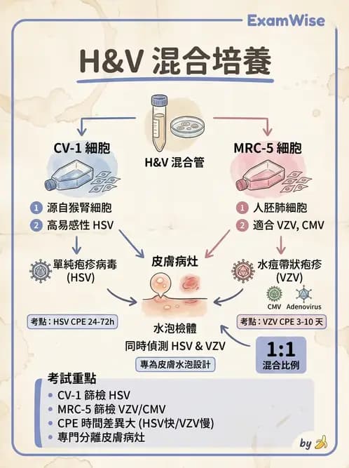 醫檢師 - 病毒檢驗技術 - AI 圖文解析預覽
