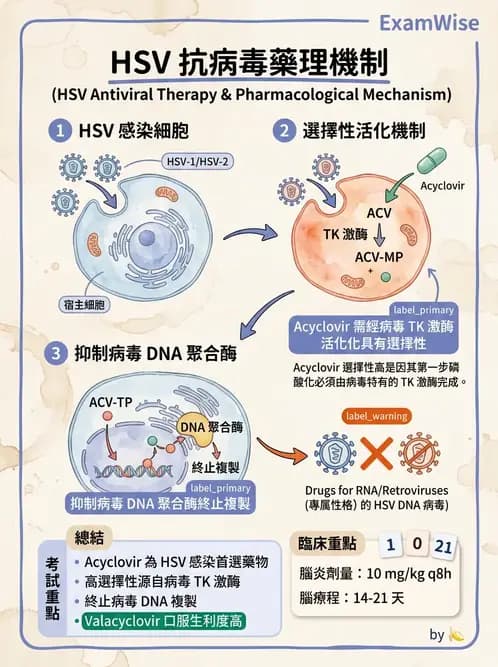 醫檢師 - 疱疹病毒科 - AI 圖文解析預覽