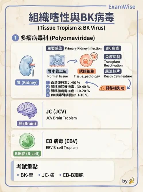 醫檢師 - 細小病毒與多瘤病毒 - AI 圖文解析預覽