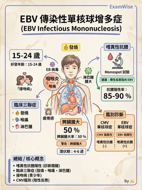醫檢師 - 疱疹病毒科 - AI 圖文解析預覽