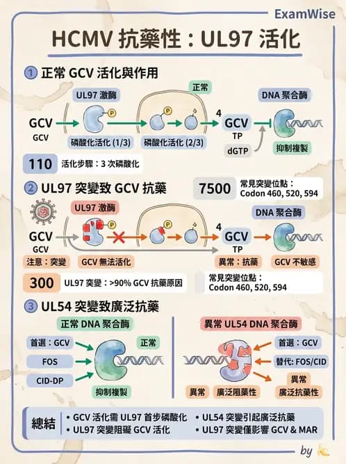 醫檢師 - 疱疹病毒科 - AI 圖文解析預覽