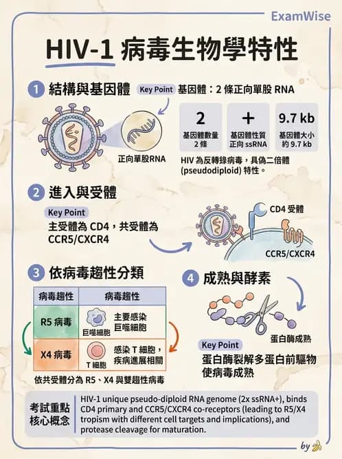 醫檢師 - 反轉錄病毒(HIV/HTLV) - AI 圖文解析預覽