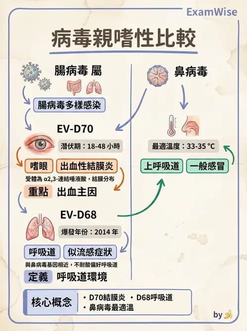 醫檢師 - 小RNA病毒科與腸道病毒 - AI 圖文解析預覽