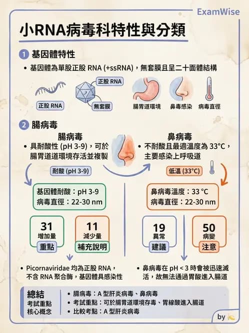 醫檢師 - 小RNA病毒科與腸道病毒 - AI 圖文解析預覽