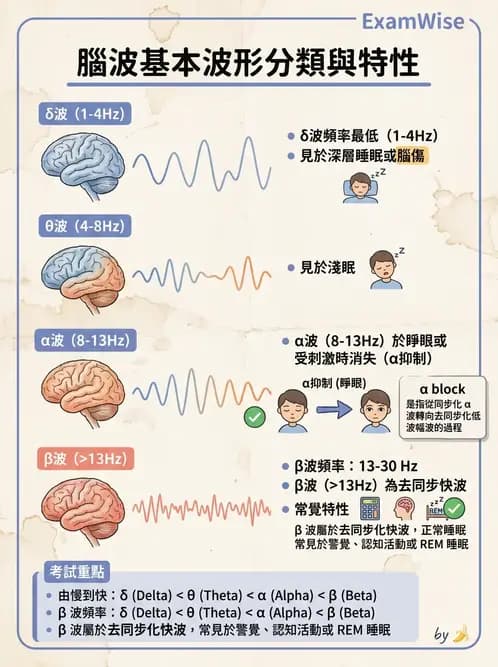 醫檢師 - 腦電圖檢查 - AI 圖文解析預覽