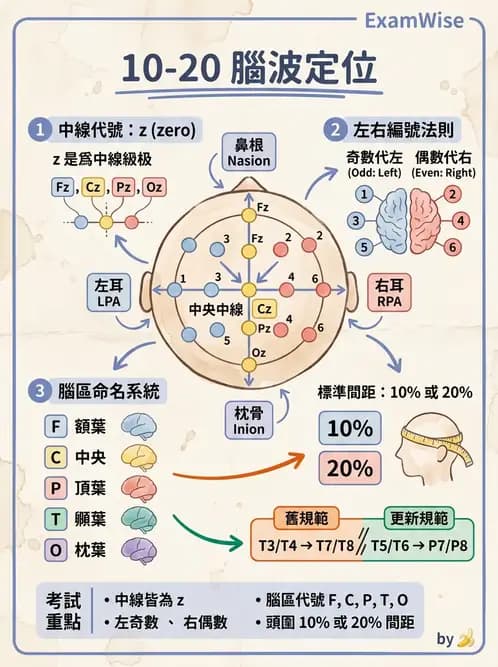 醫檢師 - 腦電圖檢查 - AI 圖文解析預覽