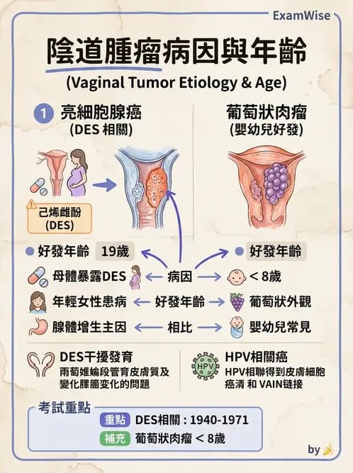 醫檢師 - 乳房及女性生殖疾病 - AI 圖文解析預覽