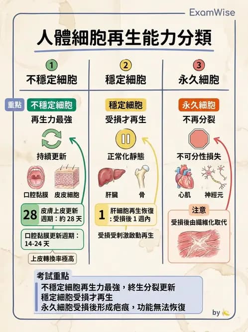 醫檢師 - 細胞傷害、發炎與修復 - AI 圖文解析預覽