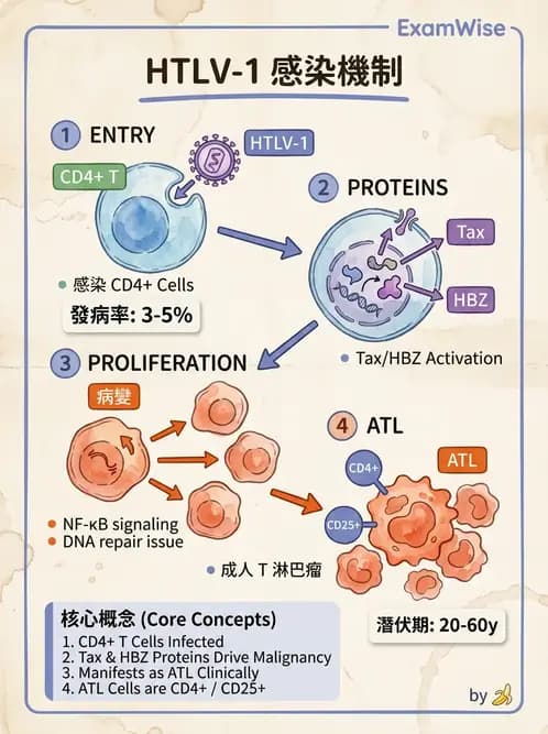 醫檢師 - 腫瘤概論 - AI 圖文解析預覽
