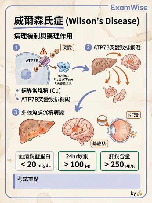 醫檢師 - 消化肝膽疾病 - AI 圖文解析預覽