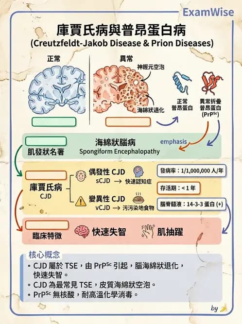 醫檢師 - 神經系統疾病 - AI 圖文解析預覽