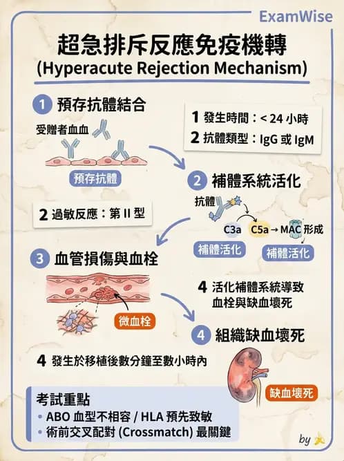 醫檢師 - 免疫疾病 - AI 圖文解析預覽