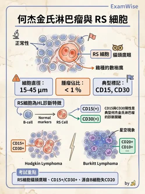 醫檢師 - 造血系統疾病 - AI 圖文解析預覽