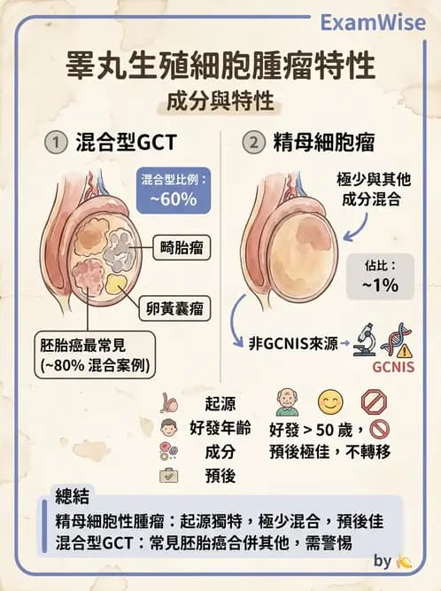 醫檢師 - 腎臟泌尿及男性生殖疾病 - AI 圖文解析預覽