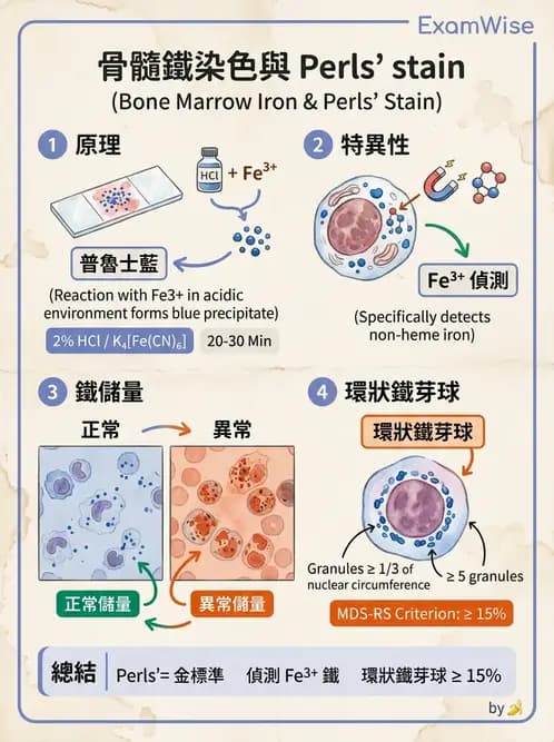 醫檢師 - 貧血診斷與營養缺乏性貧血 - AI 圖文解析預覽