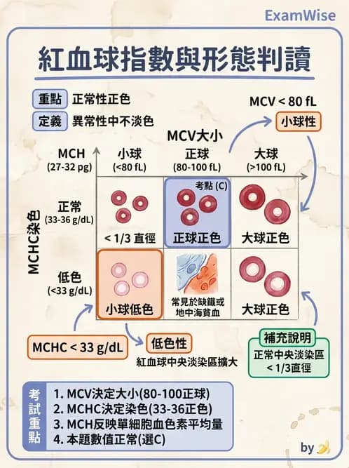 醫檢師 - 紅血球生理與形態 - AI 圖文解析預覽